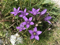 Gentianella aspera