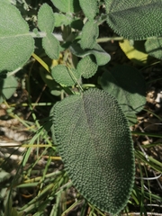Salvia ringens
