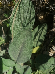 Salvia ringens