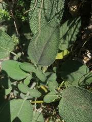 Salvia ringens