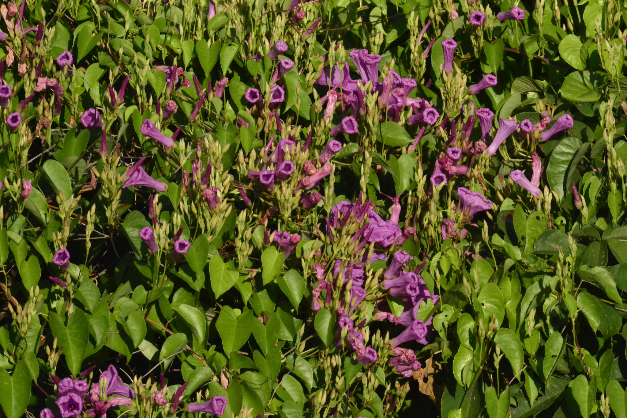 Ipomoea incarnata