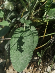 Salvia ringens