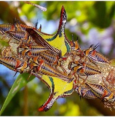 Umbonia crassicornis