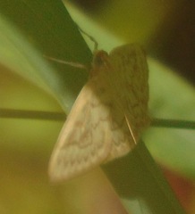 Crocidophora serratissimalis