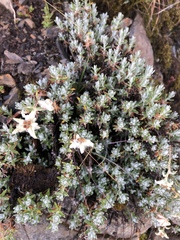 Leontopodium microphyllum