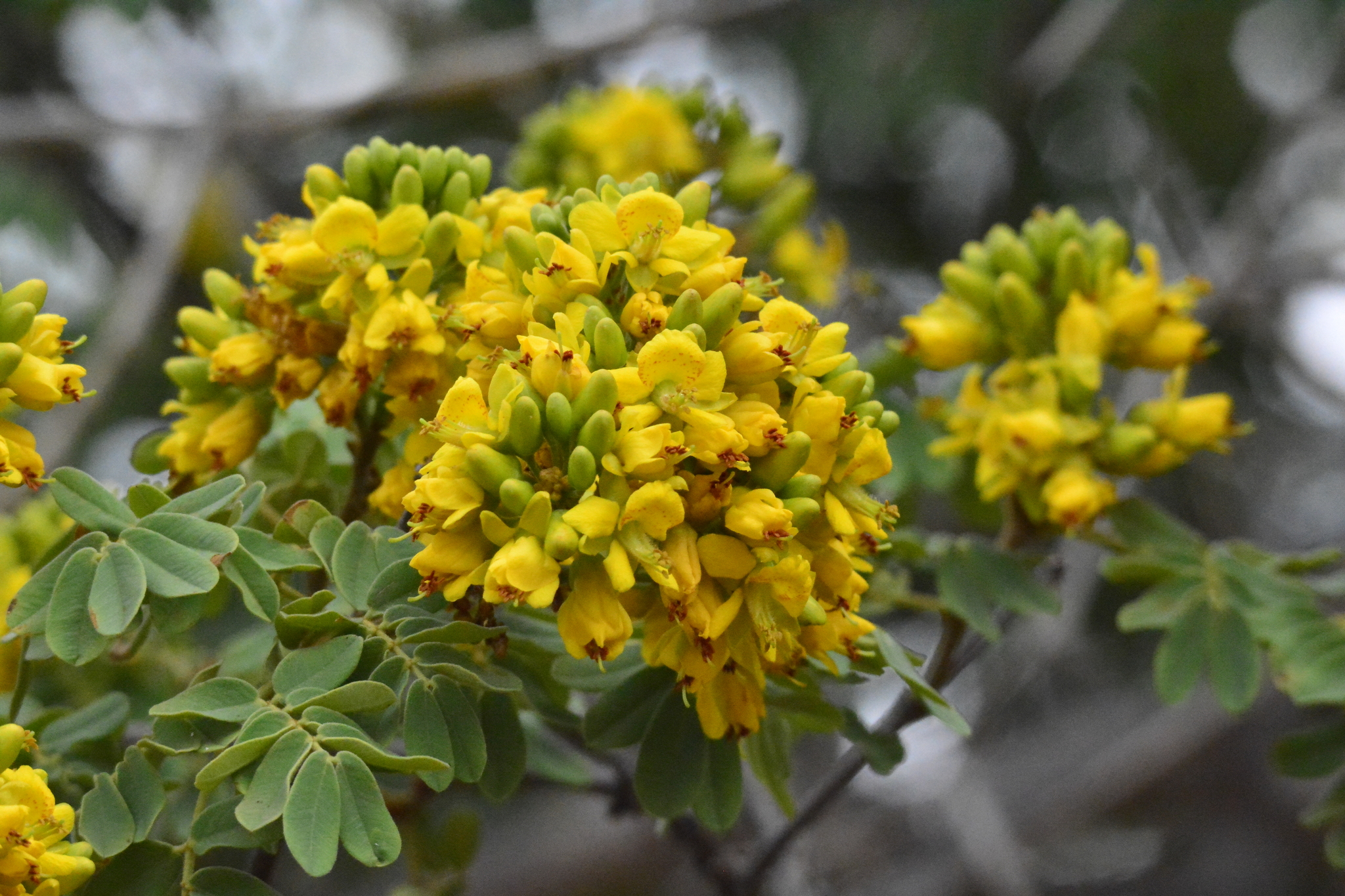 Libidibia ferrea