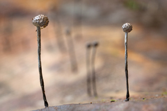 Xylaria comosa