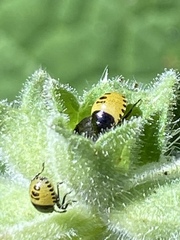 Cosmopepla conspicillaris