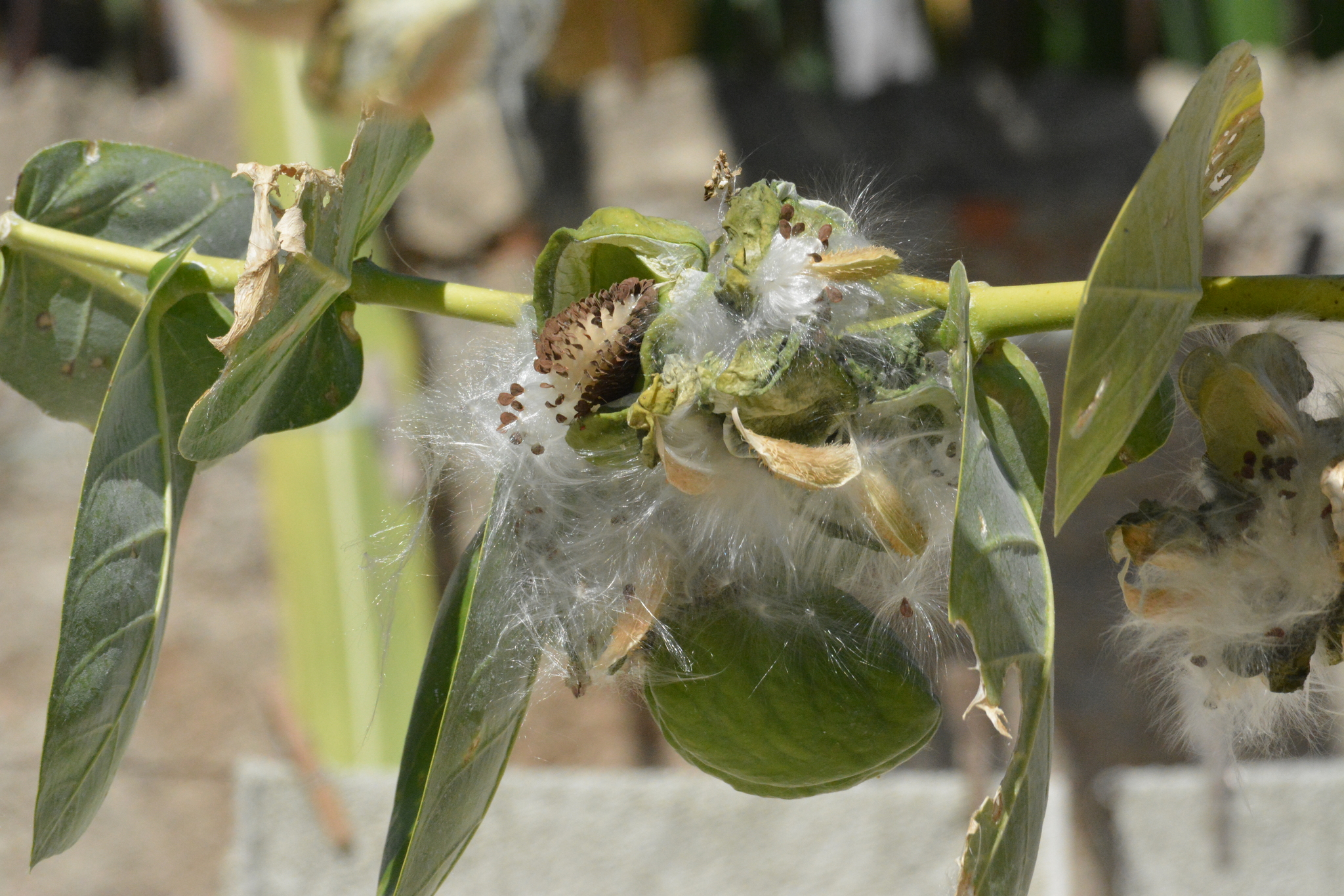 Calotropis procera