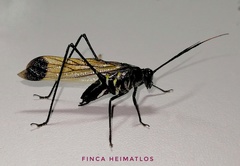 Aganacris nitida