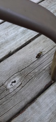 Hemaris diffinis