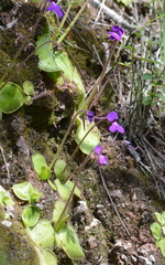 Pinguicula macrophylla