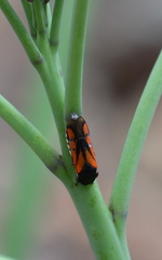 Oncometopia rufipennis