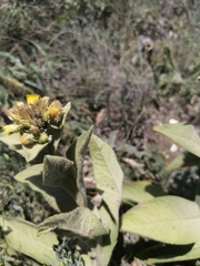 Inula thapsoides