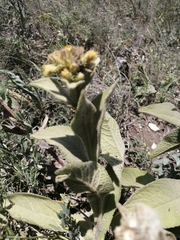 Inula thapsoides