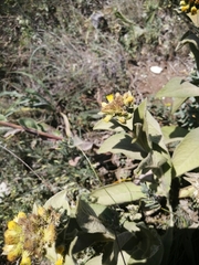 Inula thapsoides