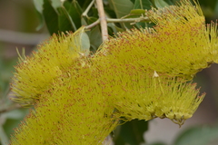 Combretum lanceolatum