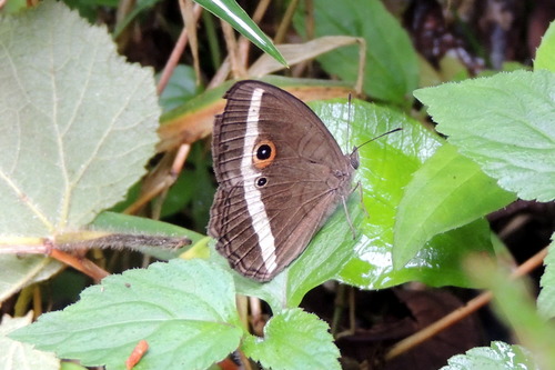 Heteropsis vola