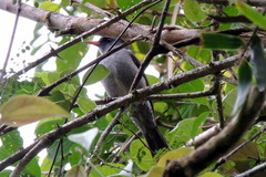 Hypsipetes madagascariensis