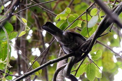 Hypsipetes madagascariensis