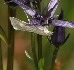 Udea alpinalis