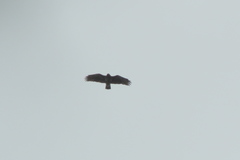 Buteo brachypterus
