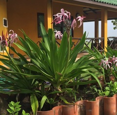 Crinum × amabile