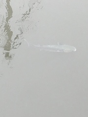 Mugilidae
