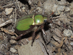 Chrysina lecontei