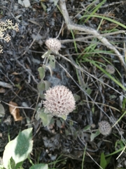 Clinopodium caucasicum