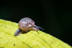 Helicarion permolle