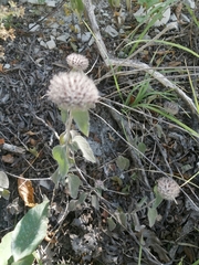 Clinopodium caucasicum
