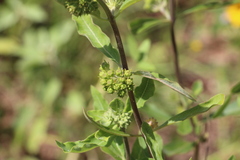 Asclepias obovata