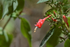 Ruellia asperula