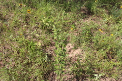 Asclepias obovata