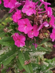 Golovinomyces magnicellulatus