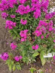 Golovinomyces magnicellulatus