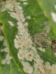 Golovinomyces magnicellulatus