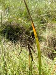 Carex paleacea