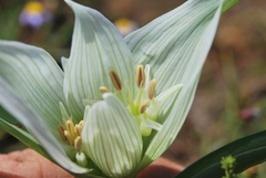 Colchicum striatum