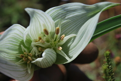 Colchicum striatum