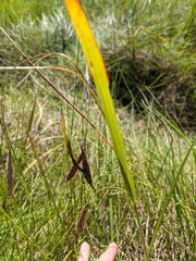 Carex paleacea