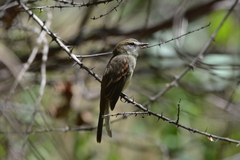 Cnemotriccus fuscatus