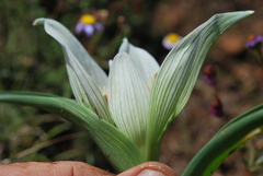 Colchicum striatum