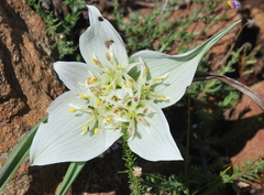 Colchicum striatum