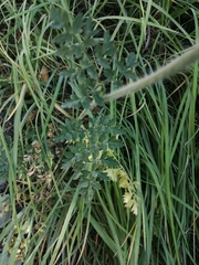 Silphiodaucus hispidus