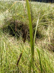 Carex paleacea