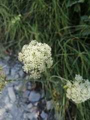Silphiodaucus hispidus