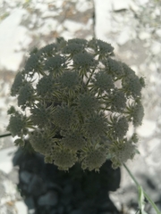 Silphiodaucus hispidus