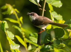 Prinia hodgsonii
